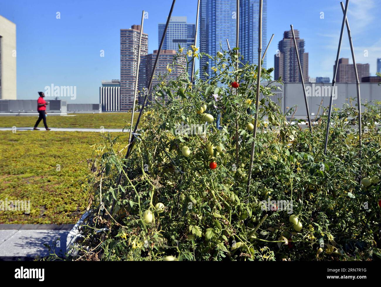 (150917) -- NEW YORK, 17 septembre 2015 -- Un membre du personnel s'occupe du toit vert du Jacob K. Javits Convention Center à New York, aux États-Unis, le 17 septembre 2015. Le Jacob K. Javits Convention Center abrite le dernier projet d'architecture de New York - un toit vert de la taille d'environ cinq terrains de football et le plus grand dans la région nord-est des États-Unis. Ce toit a amélioré un engagement en faveur de la durabilité qui devrait permettre une réduction estimée de 26 % de la consommation d énergie du Centre Javits. ) ÉTATS-UNIS-NEW YORK-TOIT VERT-RÉDUCTION DE LA CONSOMMATION D'ÉNERGIE PUBLICATION WANGXLEI Banque D'Images