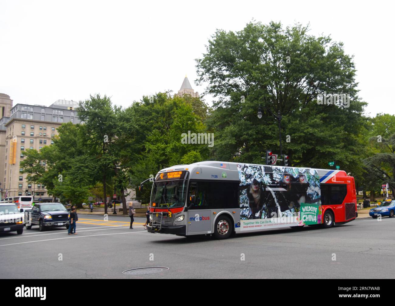 (150921) -- WASHINGTON D.C., 21 septembre 2015 -- Un autobus avec une publicité présentant un singe snob-nosed se déplace devant McPherson Square, à Washington D.C., capitale des États-Unis, le 21 septembre 2015. 70 métrobus avec des images de six animaux menacés de Chine : le panda géant, le panda rouge, le singe snob, l'antilope tibétaine, l'ibis Crested et la grue rouge-couronne, voyageront dans le nord-ouest de Washington et dans certaines parties du Maryland et de la Virginie pendant cinq semaines depuis lundi.) U.S.-WASHINGTON D.C.-METRO BUS-CHINESE WILDLIFE BaoxDandan PUBLICATIONxNOTxINxCHN Washington D C septembre 21 2015 un bus avec à la retraite featurin Banque D'Images