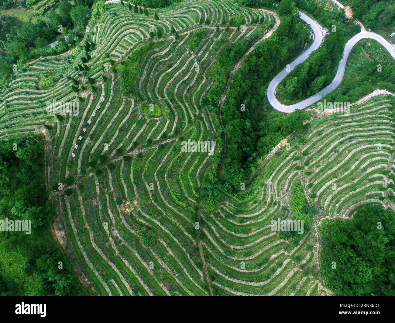 (151009) -- QUANZHOU, - une photo aérienne prise le 7 octobre 2015 montre la plantation de thé dans le comté d'Anxi, dans la province du Fujian du sud-est de la Chine. (Ry) CHINA-FUJIAN-TEA PLANTATION (CN) ZhangxJiuqiang PUBLICATIONxNOTxINxCHN 151009 Quanzhou Aerial photo prise LE 7 2015 octobre montre la plantation de thé DANS le comté d'AnXi Sud-est de la Chine S Fujian province Ry Chine Fujian Tea Plantation CN PUBLICATIONxNOTxINxCHN Banque D'Images