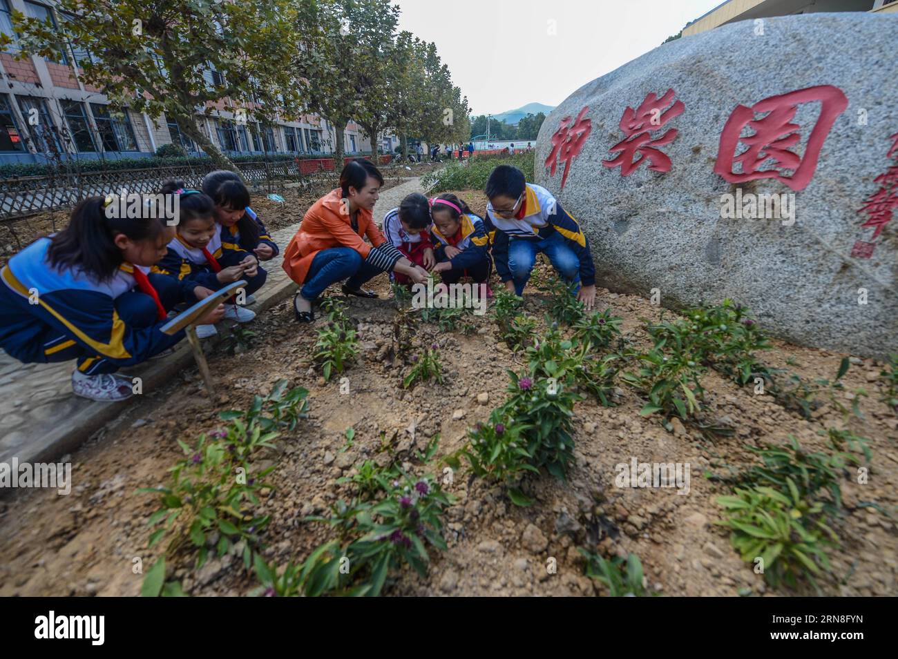 (151022) -- CHANGXING, 22 octobre 2015 -- Un enseignant enseigne aux élèves comment expliquer la phytothérapie à l'école primaire de Baixian dans le comté de Changxing, dans la province du Zhejiang de l'est de la Chine. Situé dans un village de montagne, l'école primaire Baixian cultive plus de 130 sortes de phytothérapie dans son jardin de 5 000 mètres carrés, caractérisant la phytothérapie dans l'éducation.) (dhf) CHINE-ZHEJIANG-ÉCOLE PRIMAIRE-ÉDUCATION EN MÉDECINE HERBACÉE (CN) XuxYu PUBLICATIONxNOTxINxCHN Chang Xing OCT 22 2015 un enseignant enseigne aux élèves comment dire la médecine herbacée à l'école primaire dans le comté de Chang Xing est Chine S Zhejiang province Loc Banque D'Images