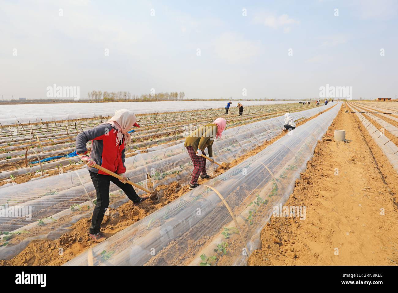 COMTÉ de LUANNAN, province du Hebei, Chine - 10 avril 2020 : les agricultrices recouvrent les plants de patate douce avec un film plastique double couche pour augmenter Banque D'Images