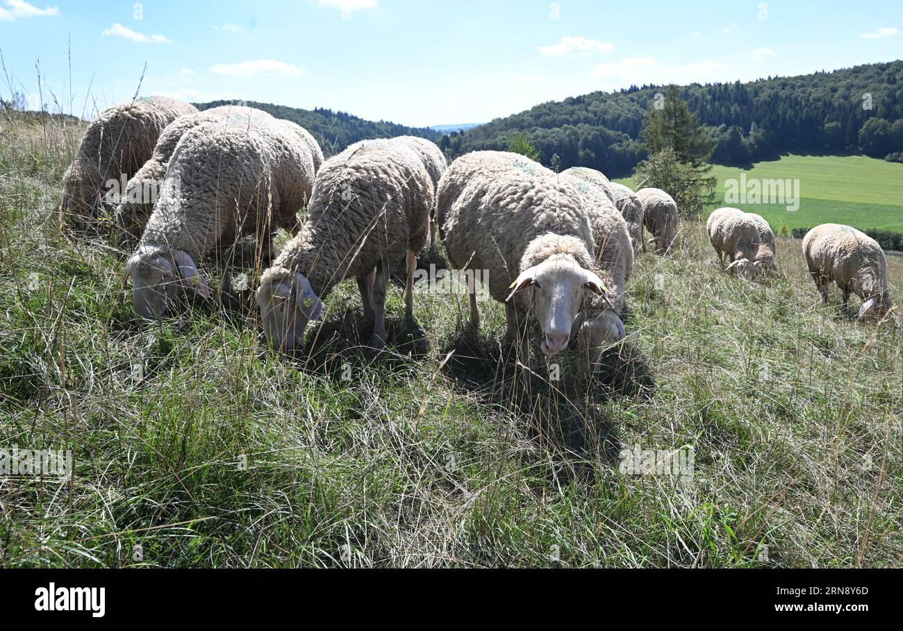 PRODUCTION - 22 août 2023, Bade-Württemberg, Münsingen : stand de moutons sur un pâturage de la ferme de moutons Stotz dans l'Alb. Souabe (À dpa 'Un loup sédentaire dans l'Alb souabe seulement une question de temps') photo : Bernd Weißbrod/dpa Banque D'Images