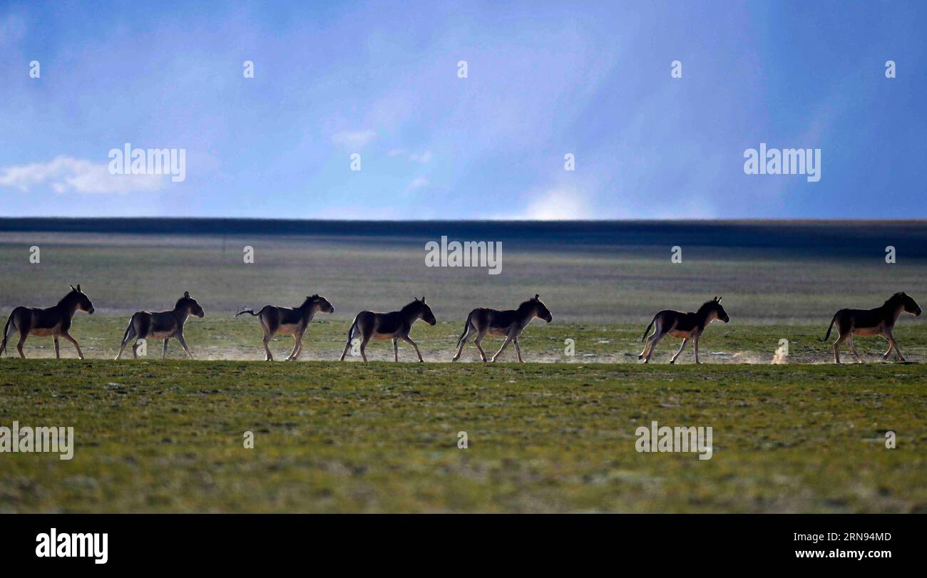 (151118) -- PÉKIN, 18 novembre 2015 -- dans cette photo prise le 27 juin 2014, Kiangs (Equus kiang) court dans la réserve naturelle de Chang Tang dans la région autonome du Tibet du sud-ouest de la Chine. Le plateau tibétain est resté l'une des régions les plus propres du monde malgré la présence persistante de polluants provenant de l'agriculture et de l'exploitation minière, selon un rapport d'évaluation des changements environnementaux publié mercredi par l'Institut de recherche sur le plateau tibétain de l'Académie chinoise des sciences (cas). (dhf) CHINE-BEIJING-TIBET-ENVIRONMENT EVALUATION REPORT (CN) PurbuxZhaxi PUBLICATIONxNOTxINxCHN Beijing nov 18 Banque D'Images