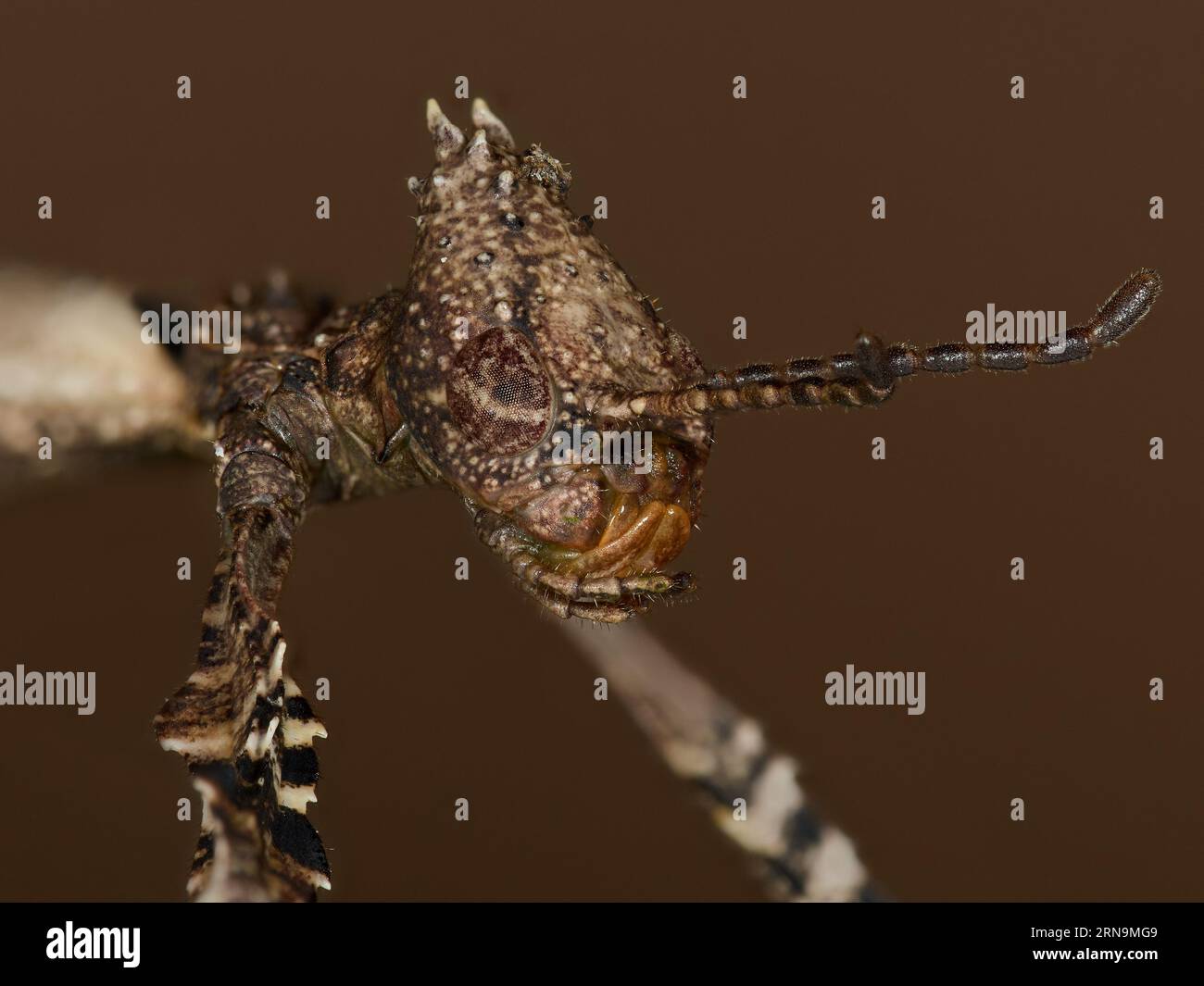 Super macro gros plan de l'insecte bâtonnet géant (Extatosoma tiaratum) Banque D'Images