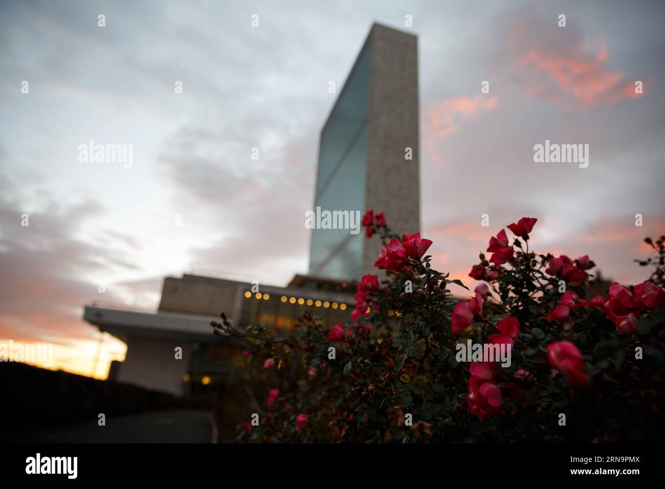 (151215) -- NEW YORK, 15 décembre 2015 -- des fleurs en fleurs sont vues dans la roseraie au siège des Nations Unies à New York, aux États-Unis, le 15 décembre 2015. New York a établi un record pour le mois de décembre le plus chaud, avec certains résidents se dirigeant vers des shorts et des sandales quelques jours avant les vacances de Noël habituellement glaciales. Les températures devraient rester bien au-dessus de la moyenne saisonnière tout au long de la semaine, a déclaré le National Weather Service.) Un-NEW YORK-MÉTÉO-HIVER CHAUD LixMuzi PUBLICATIONxNOTxINxCHN 151215 New York déc. 15 2015 fleurs fleuries sont des lacs dans la roseraie de L'Unite Banque D'Images