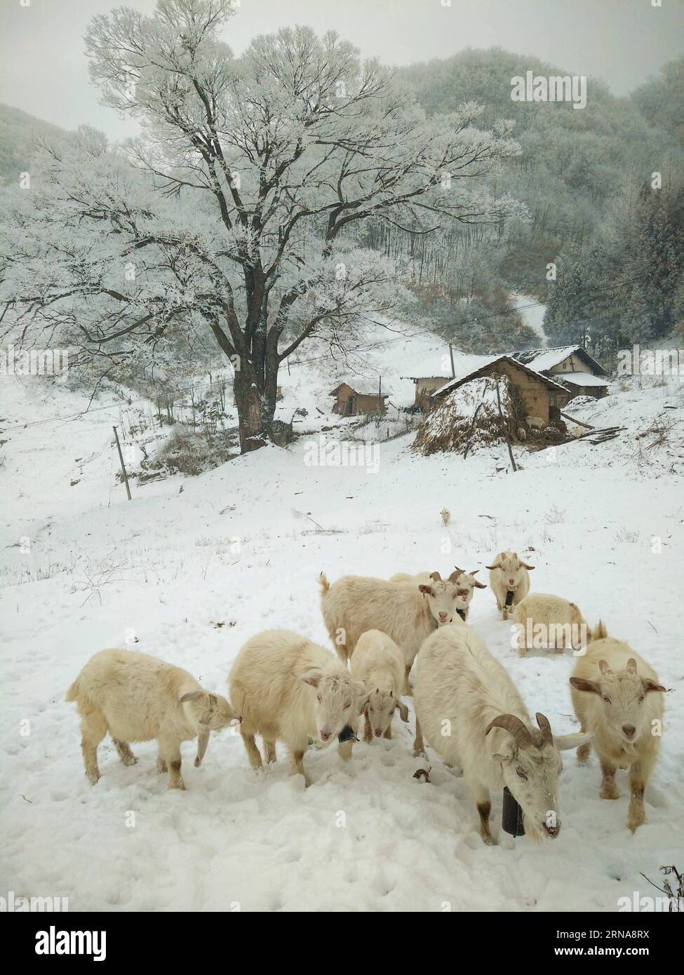 XIANGYANG, le 13 janvier 2016 -- des moutons paissent sur des terres couvertes de rime dans le canton de Longping, dans le comté de Baokang, dans la ville de Xiangyang, province du Hubei, au centre de la Chine, le 13 janvier 2016.) (Ry) CHINA-HUBEI-XIANGYANG-RIME SCENERY (CN) YangxTao PUBLICATIONxNOTxINxCHN Xiang Yang Jan 13 2016 moutons Graz SUR rime pays couvert À long Ping Township du comté de Baokang dans la ville de Xiang Yang Chine centrale S Hubei province de Hubei Jan 13 2016 Ry China Hubei Xiang Yang Yang Yang Yang Yang Yang Yim Scene Scenery CN Banque D'Images
