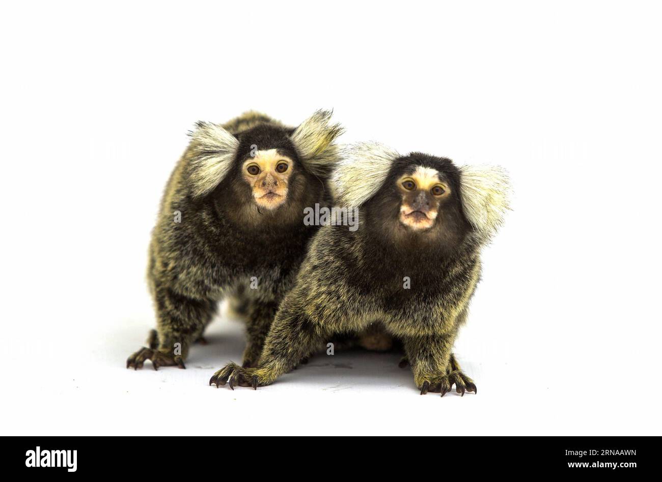 La photo prise le 23 décembre 2015 montre deux marmousets au Chimelong Safari Park à Guangzhou, capitale de la province du Guangdong du sud de la Chine. Plus de 60 types de primates peuvent être trouvés au Chimelong Safari Park.) (lfj) CHINA-GUANGDONG-CHIMELONG SAFARI PARK-SINGES (CN) LiuxDawei PUBLICATIONxNOTxINxCHN la photo prise LE 23 2015 décembre montre deux marmousets AU Chimelong Safari Park à Guangzhou capitale du sud de la Chine S Guangdong province plus de 60 types de primates PEUVENT être trouvés AU Chimelong Safari Park lfj Chine Guangdong Chimelong Safari Park Monkeys CN LiuxDawei PUBLICATIONxNOTxINxCHN Banque D'Images