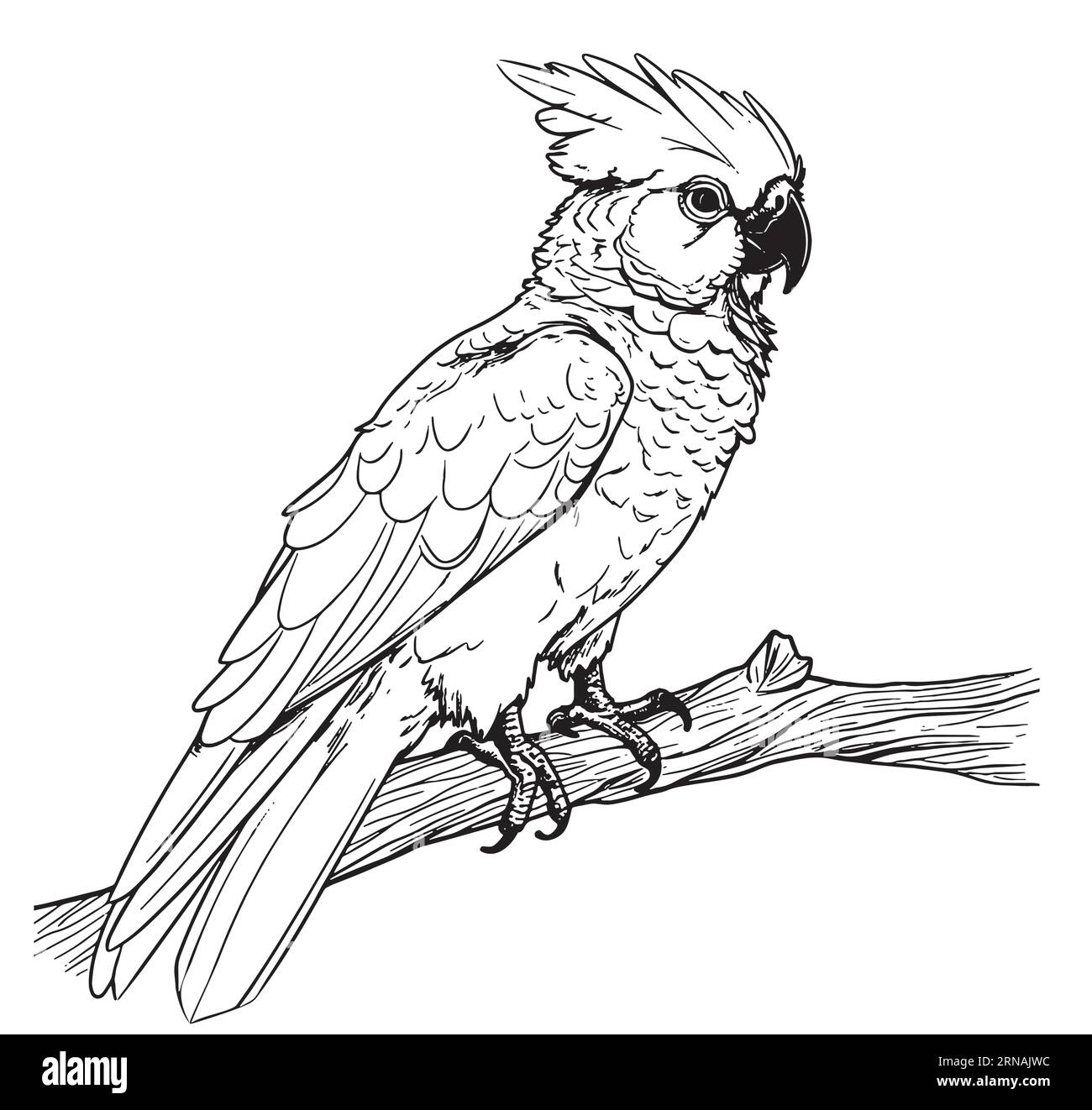 Cockatoo perroquet dessin animé à la main dessin vectoriel Illustration oiseaux Illustration de Vecteur