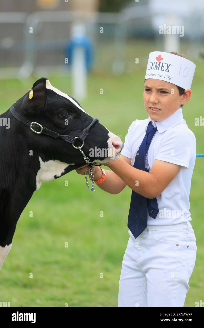 Weedon Park, Aylesbury, Buckinghamshire. ROYAUME-UNI. 31 août 2023 Un jeune exposant de bétail montrant un Holstein au 154e Bucks County Show. Crédit photo : Tim Scrivener/Alamy Live News Banque D'Images