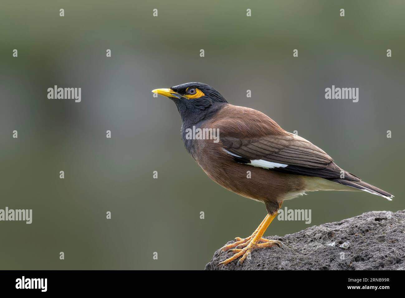 Oiseau myna commun près dans un parc Banque D'Images