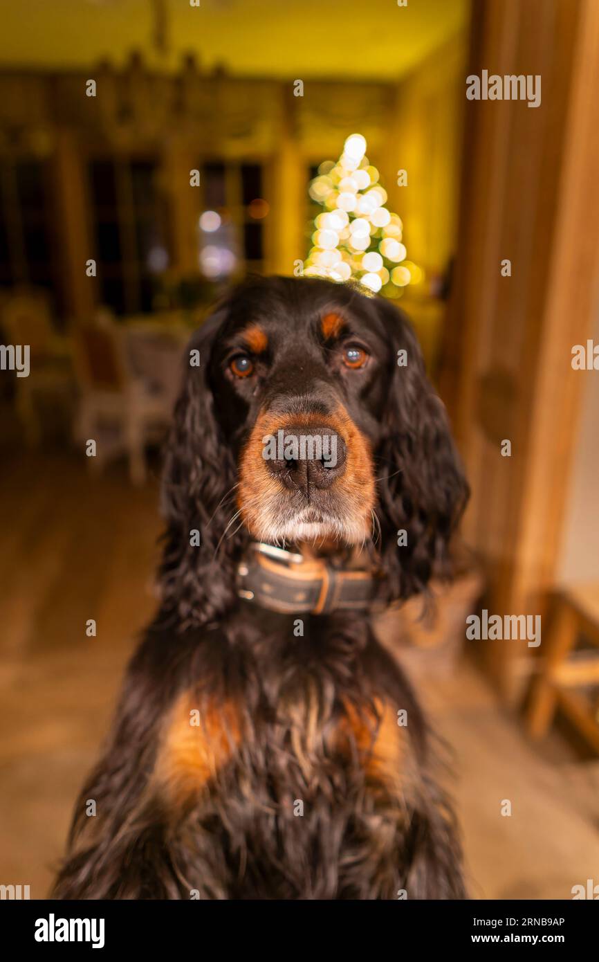 Gordon Setter Dog portrait Banque D'Images