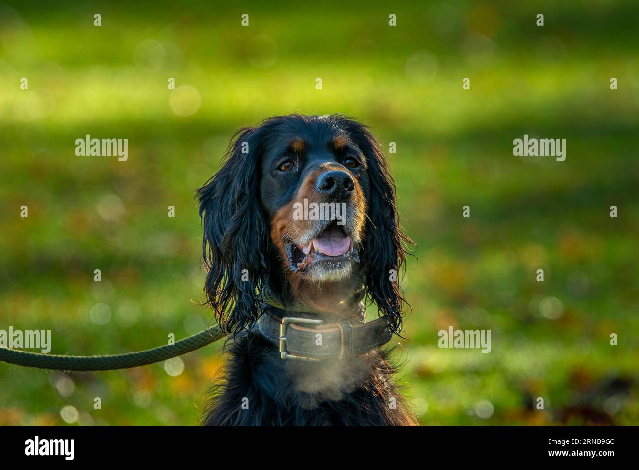 Gordon Setter Dog portrait Banque D'Images