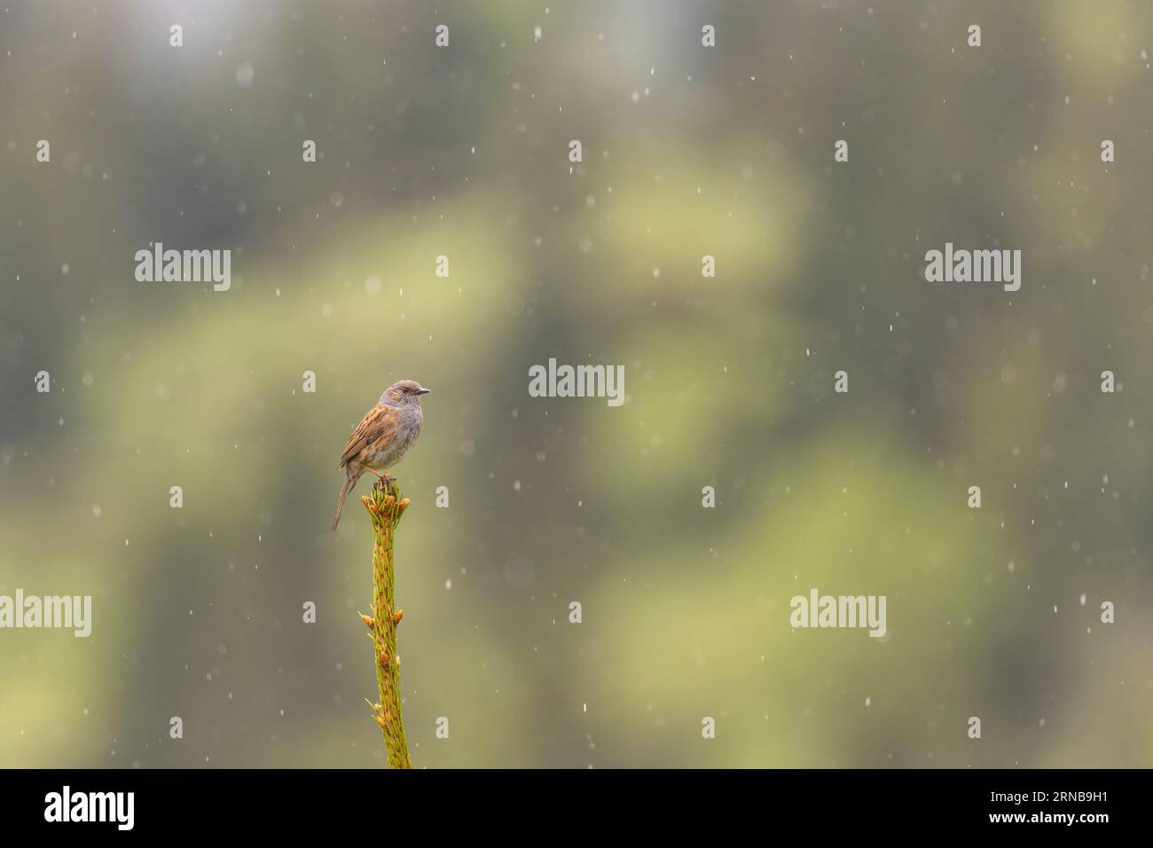 Dunnock sur le dessus de l'arbre sous la pluie Banque D'Images