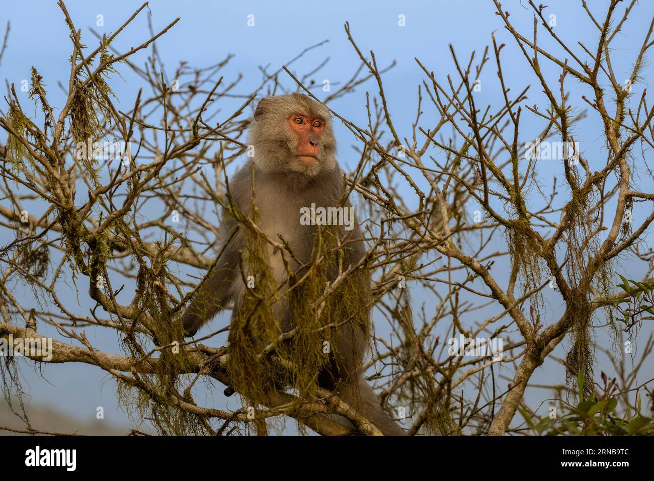 Singe dans l'arbre, macaque, singe, espèce endémique Taiwan Banque D'Images