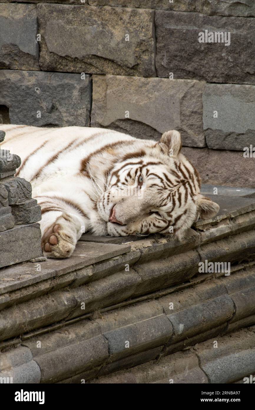 Tigre blanc dormir Banque D'Images
