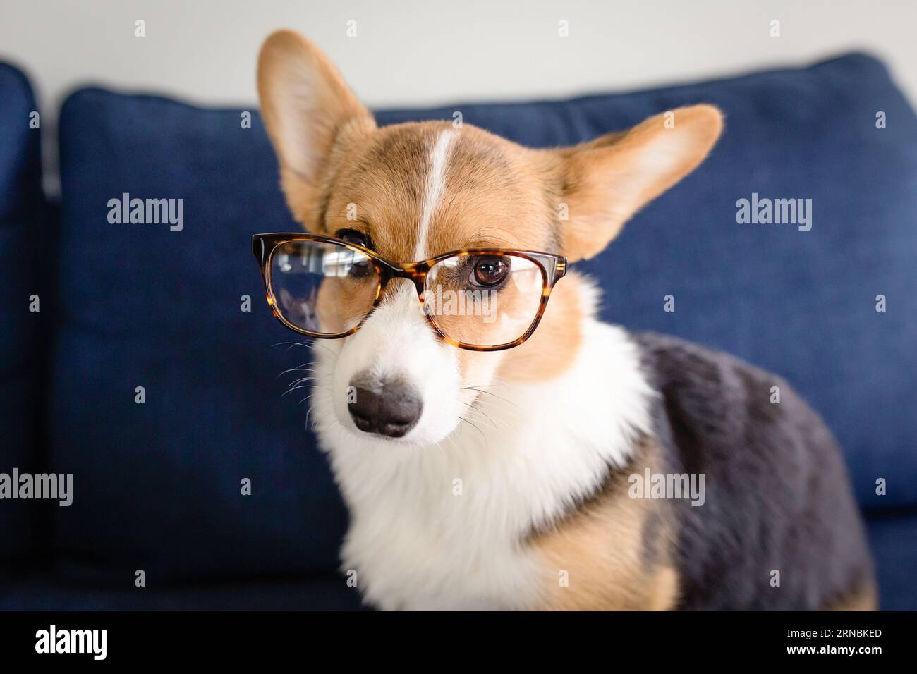 Mignon chiot corgi tricolore avec des lunettes d'écaille de tortue sur la recherche Banque D'Images