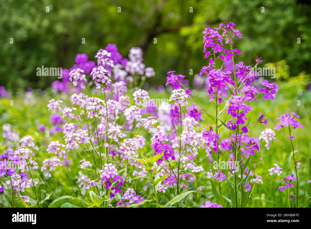 Dame Rocket fleur à River Falls, Wisconsin Banque D'Images