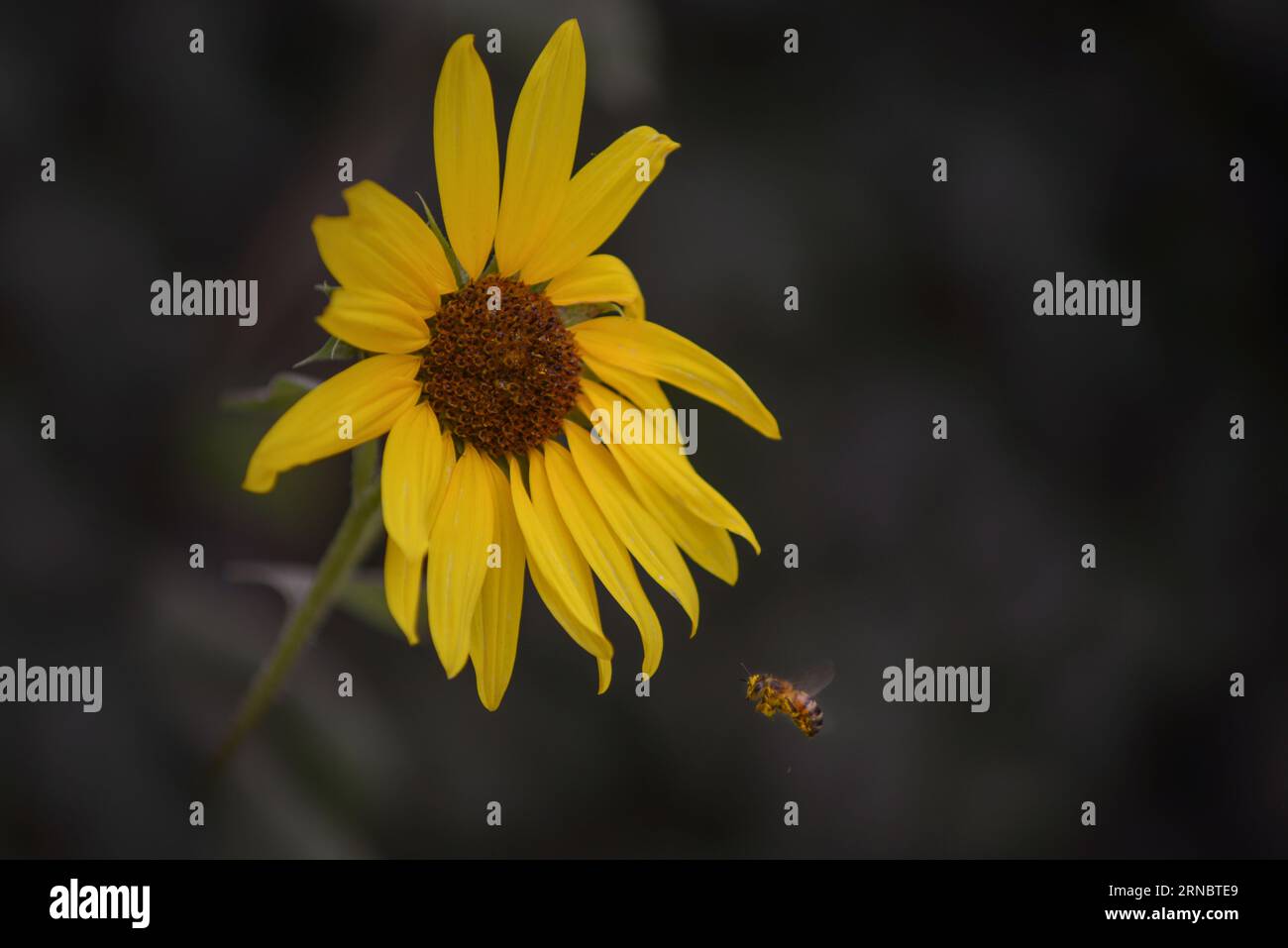Fleur jaune Diasy avec Bee Flying Banque D'Images