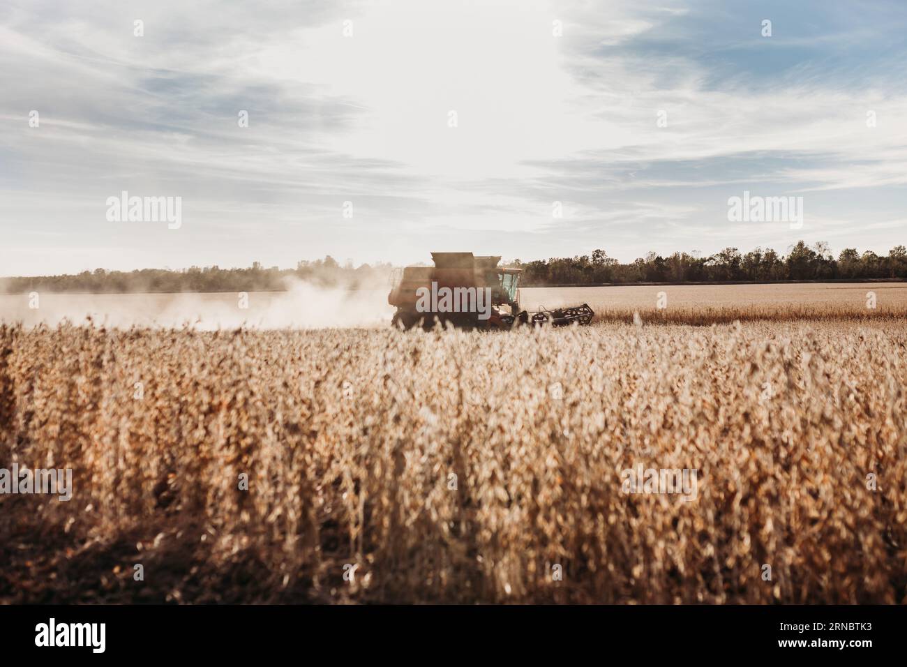 Moissonneuse-batteuse rétroéclairée récoltant le soja le soir en remuant d Banque D'Images