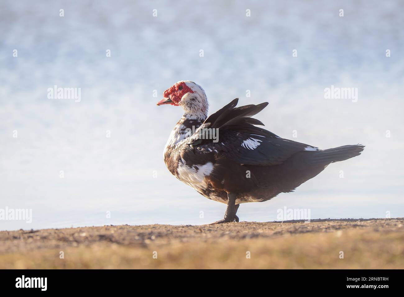 Canard de Muscovy debout dans la fosse avec des nuages en arrière-plan Banque D'Images Canard de Muscovy debout dans la fosse avec des nuages en arrière-plan Banque D'Images