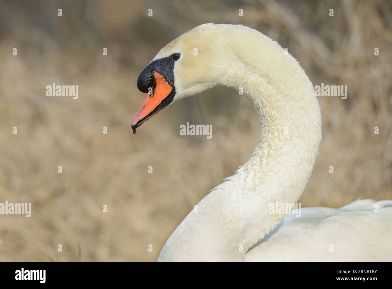 White Swan posant pour Portrait Banque D'Images