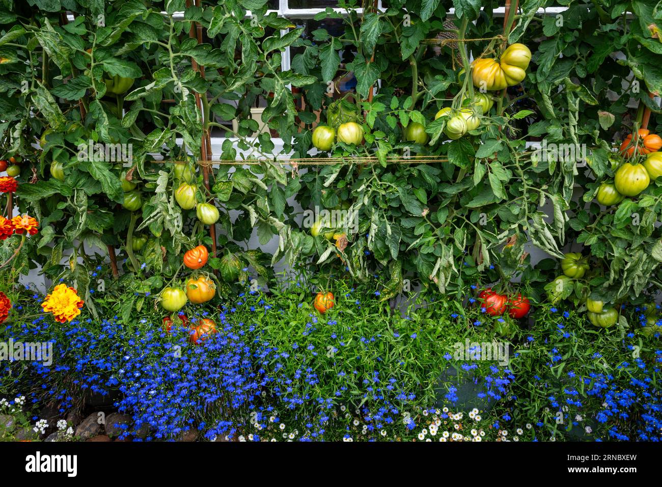 Tomates cultivées dans un jardin avant Woodbridge Suffolk Angleterre Banque D'Images