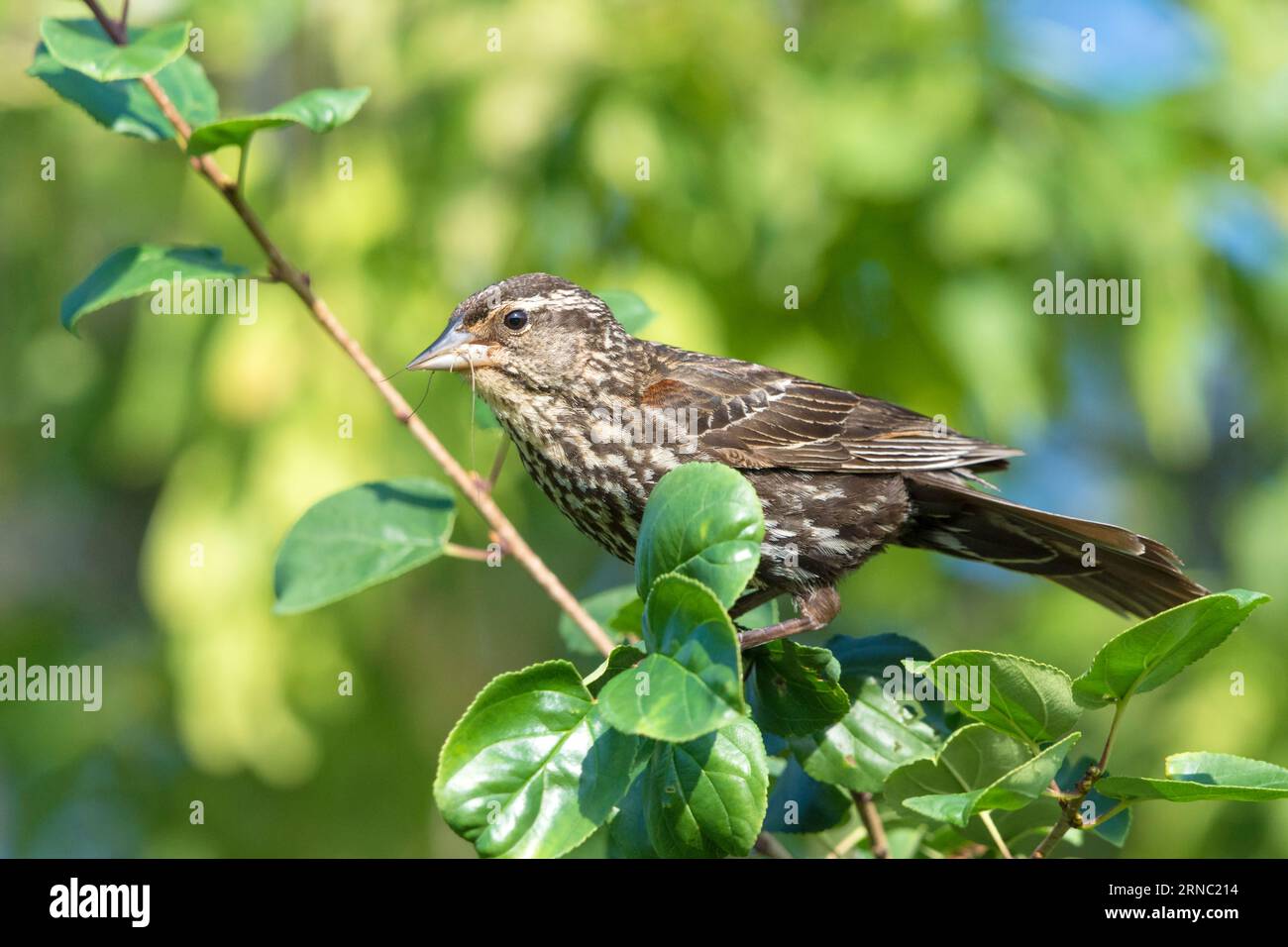 Femelle à ailes rouges perchée sur une branche, Agelaius phoeniceus Banque D'Images
