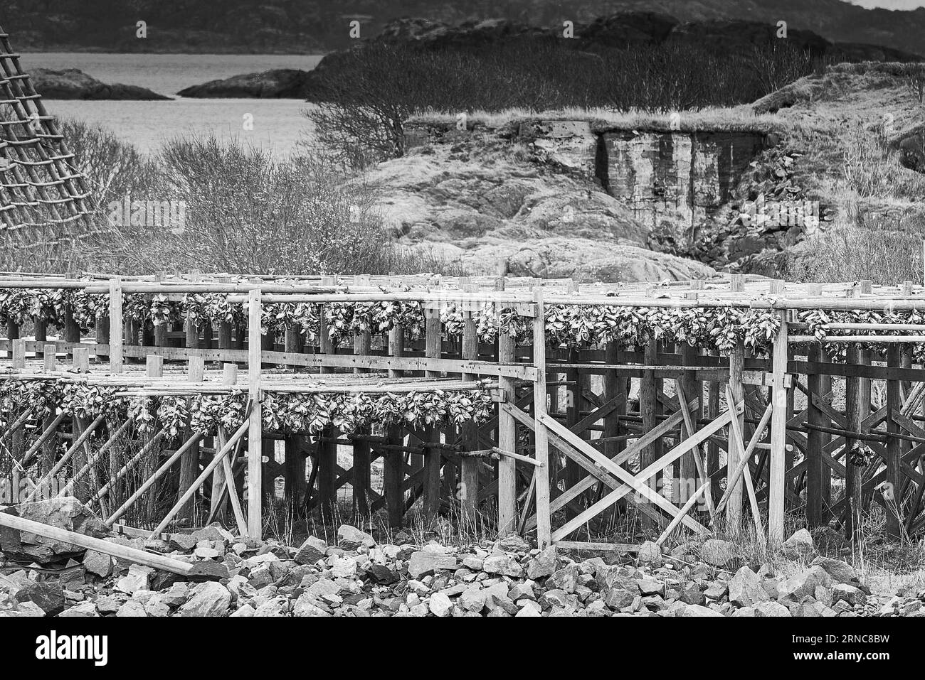 Photo en noir et blanc de flocons de poisson (Hjell) recouvert de morue séchée, domine le mur du port dans la ville de l'île Lofoten de Svolvær, Norvège Banque D'Images