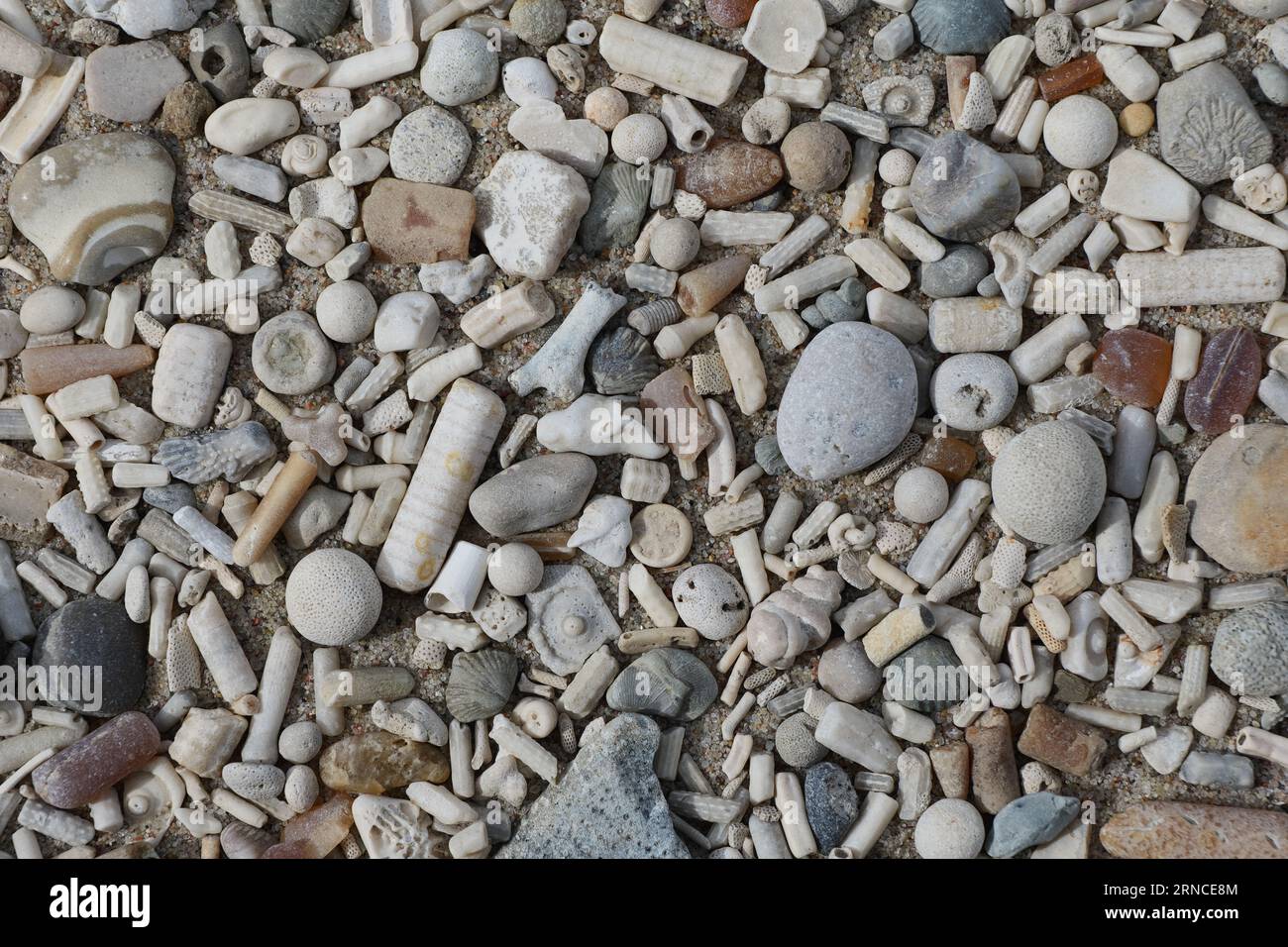 Les fossiles ont été trouvés sur la plage de Lubmin sur le Greifswalder Bodden Banque D'Images