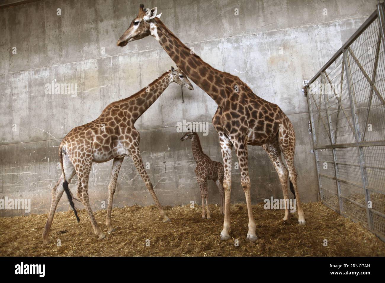 Giraffennachwuchs im Zoo von Jerusalem (160411) -- JÉRUSALEM, le 10 avril 2016 -- Adis, un veau de girafe sud-africain de trois semaines, se tient entre sa mère et sa grand-mère au zoo biblique de Jérusalem le 10 avril 2016.) MIDEAST-JERUSALEM ZOO-BÉBÉ GIRAFE GilxCohenxMagen PUBLICATIONxNOTxINxCHN Giraffennachwuchs in Zoo de Jérusalem 160411 Jérusalem avril 10 2016 adis un veau de girafe sud-africain âgé de trois semaines se tient entre sa mère et sa grand-mère AU zoo biblique de Jérusalem LE 10 2016 avril Mideast Jerusalem Zoo bébé Giraffe GilxCohenxPUTINxIONXNON Banque D'Images