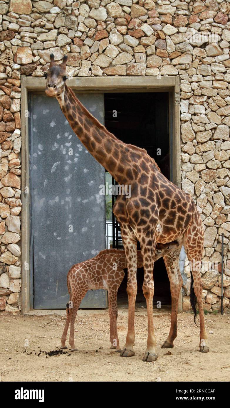 Giraffennachwuchs im Zoo von Jerusalem (160411) -- JÉRUSALEM, le 10 avril 2016 -- Adis, un veau de girafe sud-africain de trois semaines, tète de sa mère au zoo biblique de Jérusalem le 10 avril 2016.) MIDEAST-JERUSALEM ZOO-BÉBÉ GIRAFE GilxCohenxMagen PUBLICATIONxNOTxINxCHN Giraffennachwuchs au zoo de Jérusalem 160411 Jérusalem avril 10 2016 adis un jeune mâle de trois semaines girafe sud-africaine succion de sa mère AU zoo biblique de Jérusalem LE 10 2016 avril Mideast Jerusalem Zoo Baby Giraffe GilxCohenxMagnat Banque D'Images