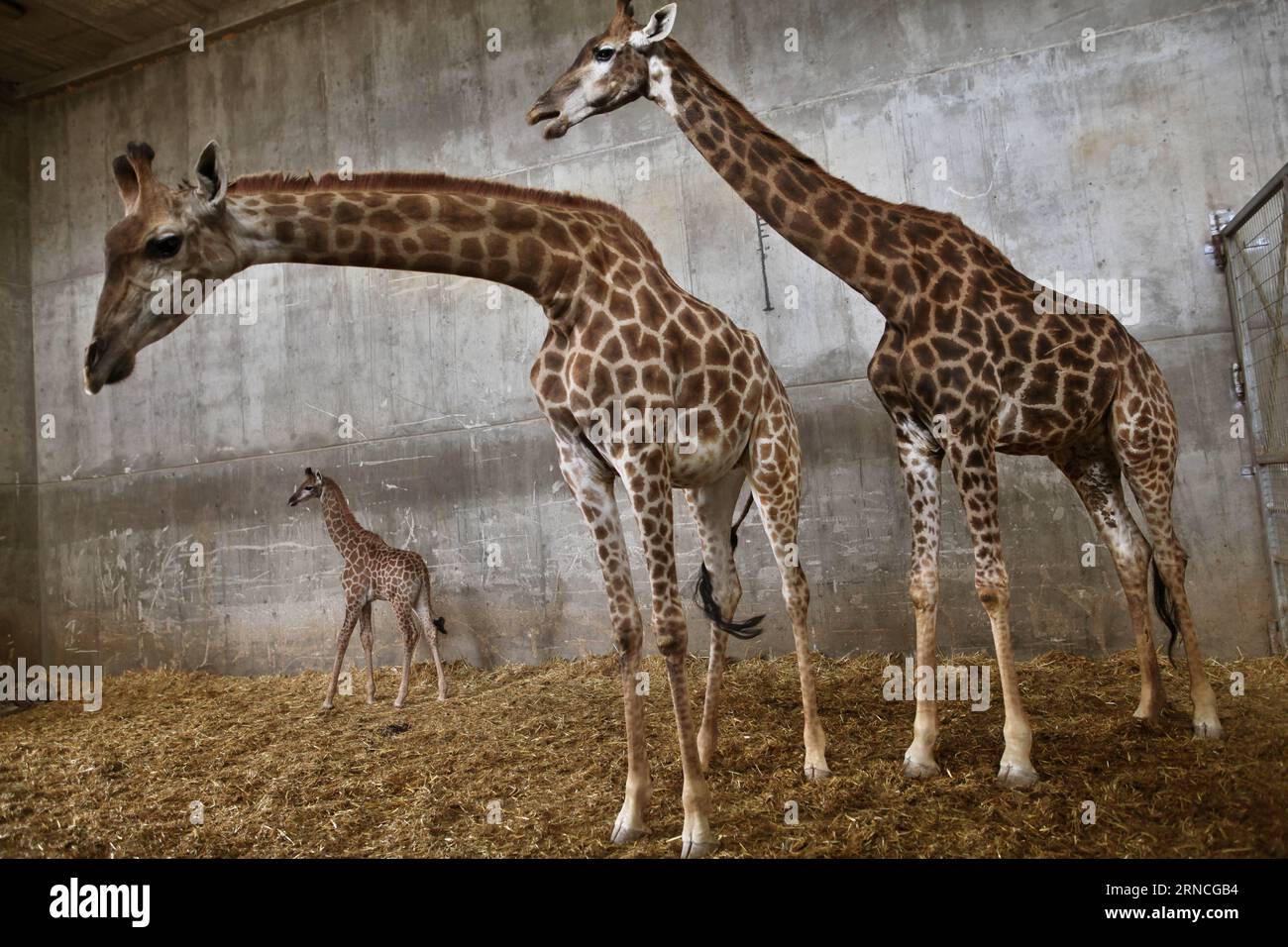 Giraffennachwuchs im Zoo von Jerusalem (160411) -- JÉRUSALEM, le 10 avril 2016 -- Adis, un veau de girafe sud-africain de trois semaines, se tient près de sa mère et de sa grand-mère au zoo biblique de Jérusalem le 10 avril 2016.) MIDEAST-JERUSALEM ZOO-BÉBÉ GIRAFE GilxCohenxMagen PUBLICATIONxNOTxINxCHN Giraffennachwuchs au zoo de Jérusalem 160411 Jérusalem avril 10 2016 adis un veau de girafe sud-africain âgé de trois semaines se tient près de sa mère et sa grand-mère AU zoo biblique de Jérusalem LE 10 2016 avril Mideast Jerusalem Zoo bébé Giraffe GilxCohenxPUTNOxMagnaten Banque D'Images