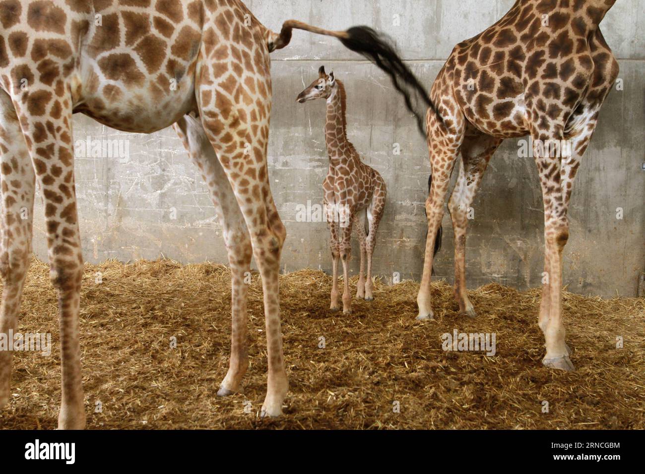 Giraffennachwuchs im Zoo von Jerusalem (160411) -- JÉRUSALEM, le 10 avril 2016 -- Adis, un veau de girafe sud-africain de trois semaines, se tient entre sa mère et sa grand-mère au zoo biblique de Jérusalem le 10 avril 2016.) MIDEAST-JERUSALEM ZOO-BÉBÉ GIRAFE GilxCohenxMagen PUBLICATIONxNOTxINxCHN Giraffennachwuchs in Zoo de Jérusalem 160411 Jérusalem avril 10 2016 adis un veau de girafe sud-africain âgé de trois semaines se tient entre sa mère et sa grand-mère AU zoo biblique de Jérusalem LE 10 2016 avril Mideast Jerusalem Zoo bébé Giraffe GilxCohenxPUTINxIONXNON Banque D'Images
