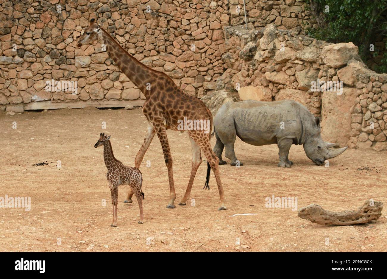 Giraffennachwuchs im Zoo von Jerusalem (160411) -- JÉRUSALEM, le 10 avril 2016 -- Rotem, un veau de girafe sud-africain de quatre semaines, se tient près de sa mère au zoo biblique de Jérusalem le 10 avril 2016.) MIDEAST-JERUSALEM ZOO-BÉBÉ GIRAFE GilxCohenxMagen PUBLICATIONxNOTxINxCHN Giraffennachwuchs au zoo de Jérusalem 160411 Jérusalem 10 2016 avril rouge une femelle de quatre semaines girafe sud-africaine Calf se tient près de sa mère AU zoo biblique de Jérusalem LE 10 2016 avril Mideast Jerusalem Zoo bébé Giraffennachwuchs Giraffen PUBLICATxMagen PubillicxNOxNON Banque D'Images