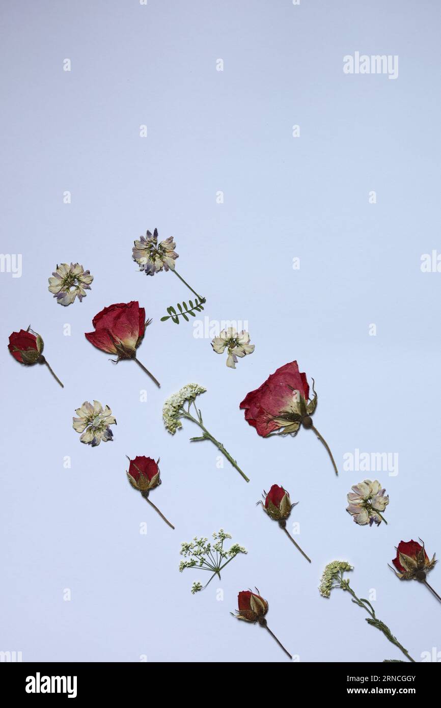 un motif de fleurs séchées pressées sur un fond blanc Banque D'Images