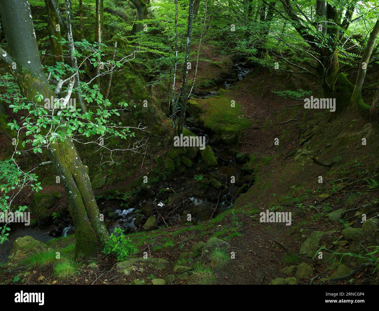 Forêt de Belaustegi, parc naturel de Gorbeia, Bizkaia, pays Basque, Espagne Banque D'Images