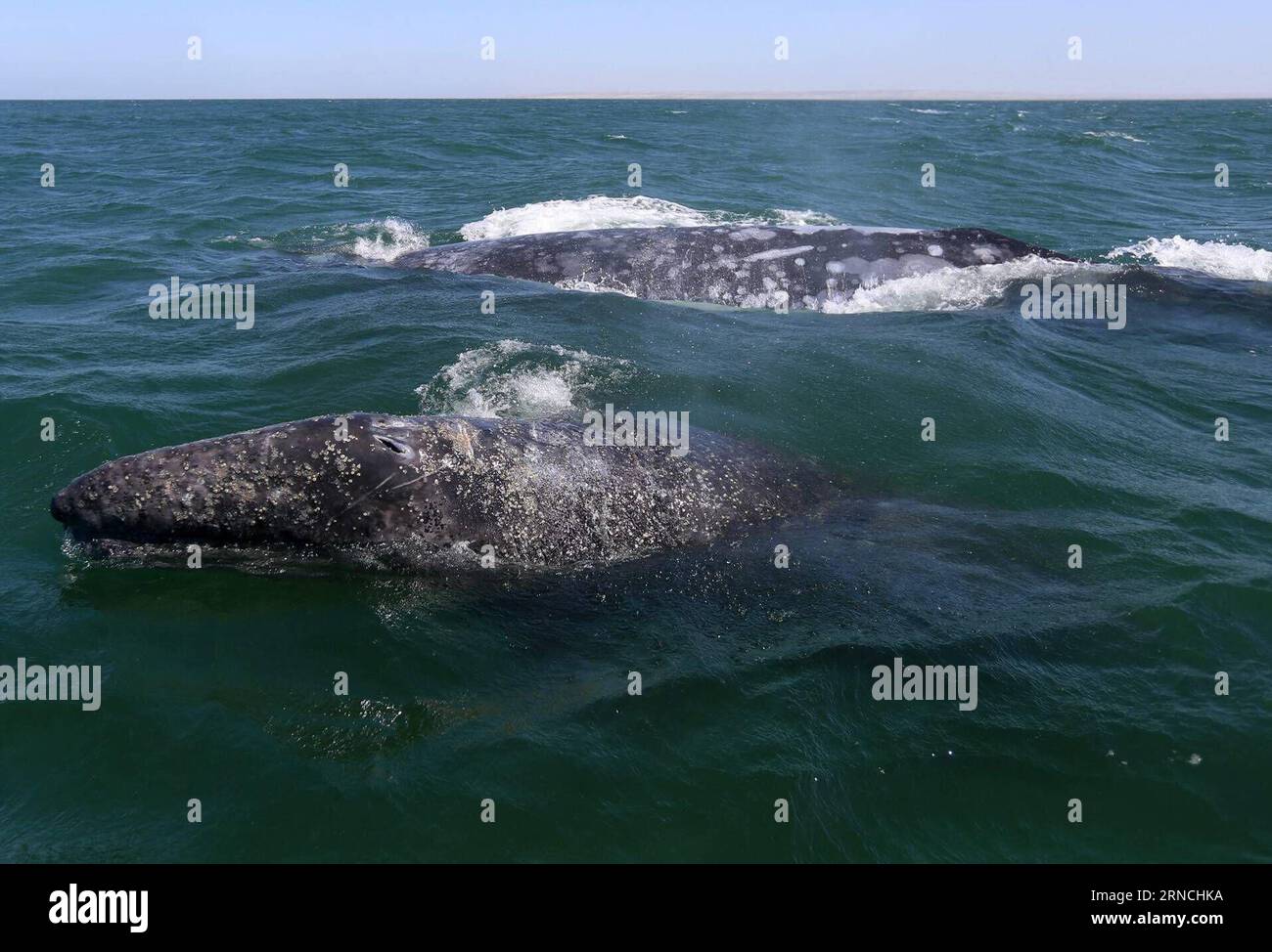 BAIE D'OJO DE LIEBRE, le 12 avril 2016 -- deux baleines grises nagent dans la baie d'Ojo de Liebre, dans la péninsule de Baja California sur, au nord-ouest du Mexique, le 12 avril 2016. Selon les données de la Commission nationale des zones naturelles protégées (CONANP, pour son acronyme en espagnol) du Mexique, en 2015 plus de 15 000 touristes ont assisté à la présence de l'observation des baleines grises et le nombre devrait exeed cette année. Str) (jg) (sp) MEXICO-Ojo DE LIEBRE BAY-ENVIRONMENT-FAUNA e STR PUBLICATIONxNOTxINxCHN Ojo de Liebre Bay avril 12 2016 deux baleines grises nager dans la baie d'Ojo de Liebre en Basse Californie sur Peni Banque D'Images