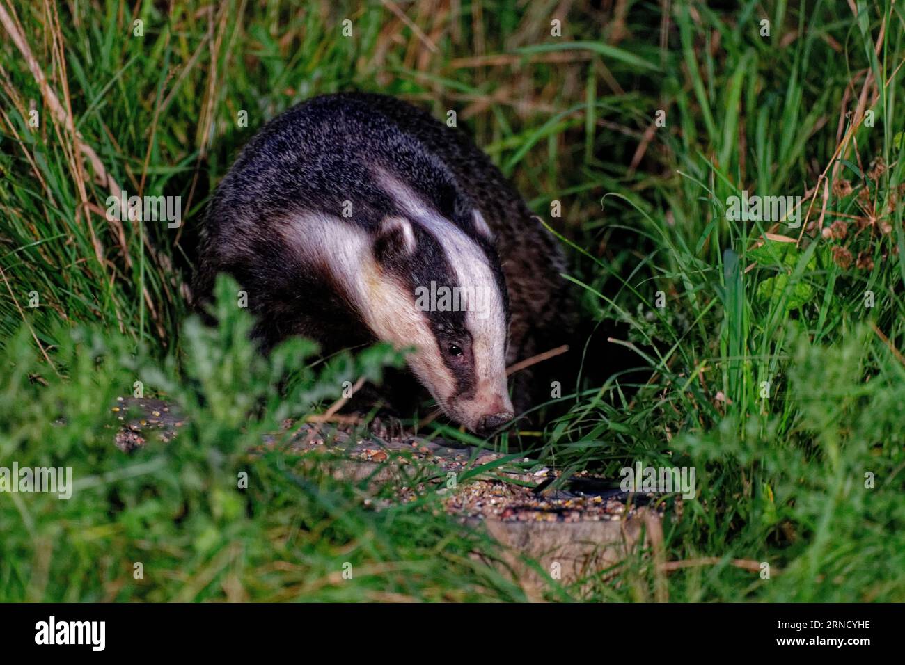 Blaireau eurasien (Meles meles) adulte dans l'herbe longue en fin de soirée. Banque D'Images
