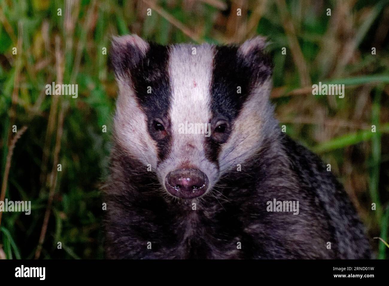 Blaireau eurasien (Meles meles) adulte dans l'herbe longue en fin de soirée. Banque D'Images