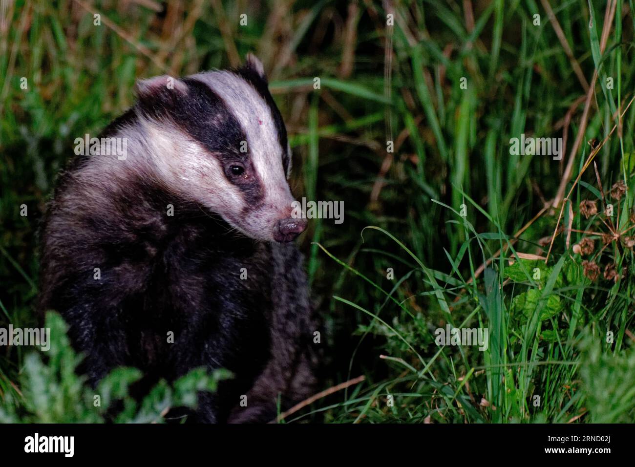 Blaireau eurasien (Meles meles) adulte dans l'herbe longue en fin de soirée. Banque D'Images