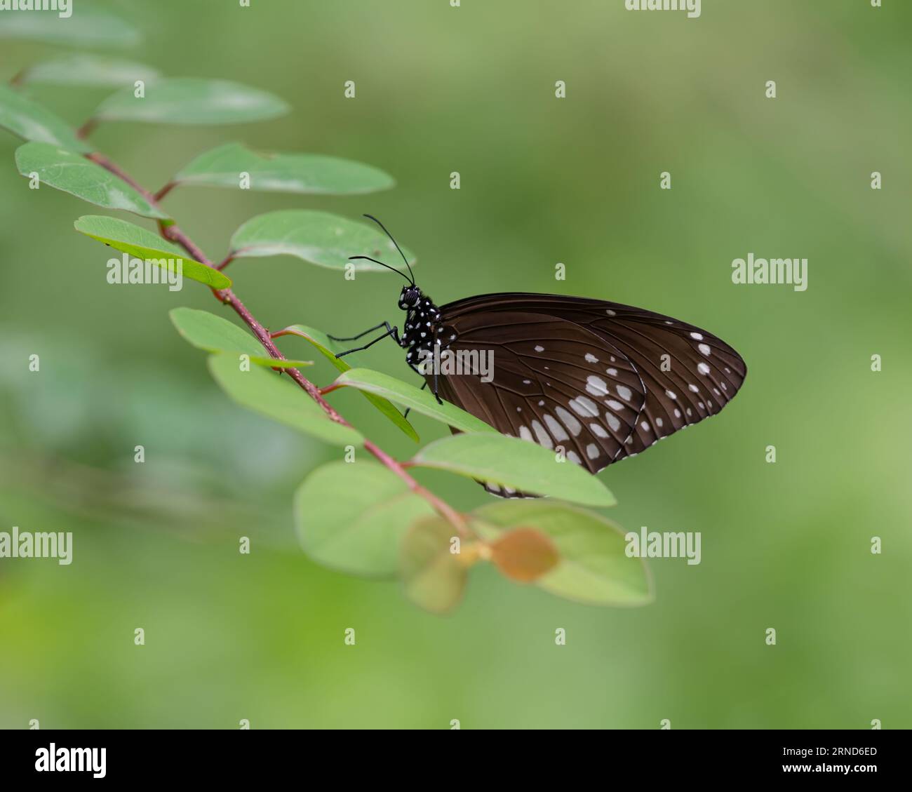 Gros plan d'un papillon corbeau commun (noyau Euploea), perché sur une feuille de plante dans le jardin. Également connu sous le nom de corbeau indien commun ou corbeau australien. Banque D'Images