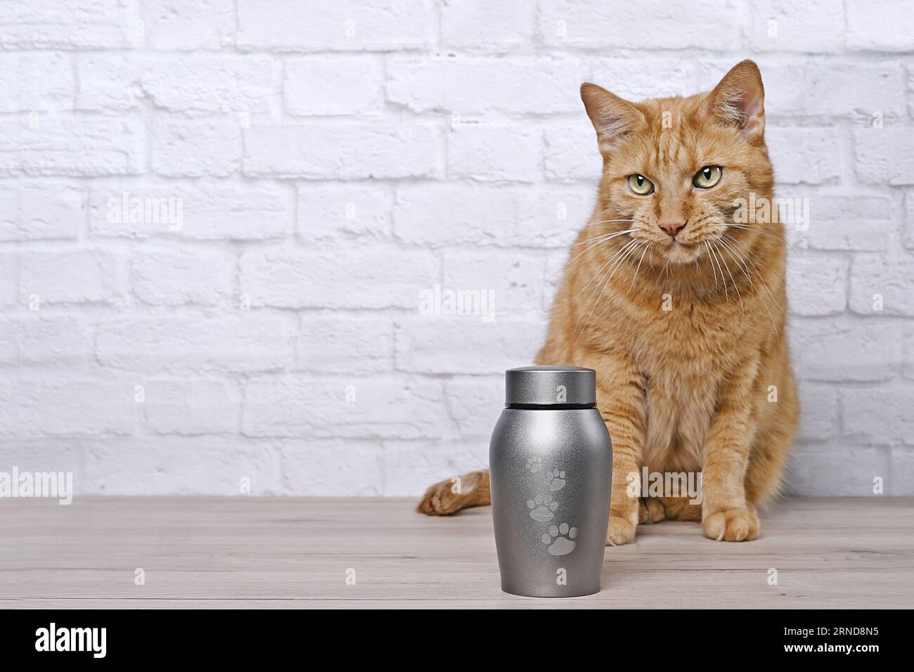 En souvenir d'un animal de compagnie. Chat rouge assis à côté d'une urne pour animaux de compagnie et pleure. Banque D'Images