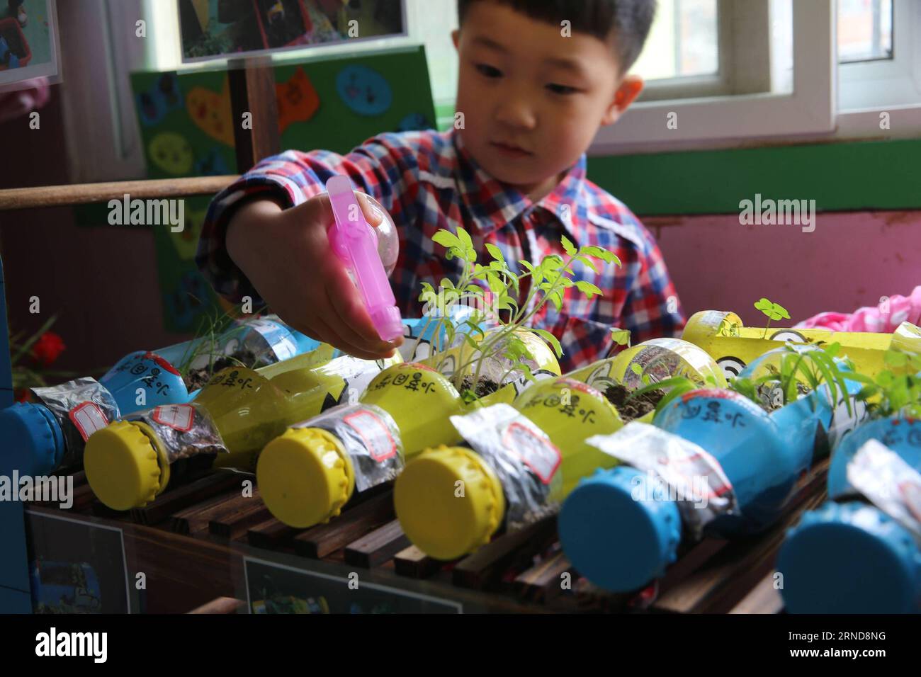 XIANGYANG, le 09 mai 2016 -- Un enfant arrose des fleurs dans des pots qu'il a fabriqués dans une classe du jardin d'enfants expérimental de Xiangyang à Xiangyang, dans la province du Hubei, au centre de la Chine, le 9 mai 2016. Le jardin d ' enfants de Xiangyang a installé des coins de plantation dans ses salles de classe à partir du trimestre de printemps en 2016, où les enfants peuvent avoir une expérience de plantation et observer la culture des plantes sous la direction de leur enseignant. (Zwx) CHINA-HUBEI-XIANGYANG-KINDERGARTEN-PLANTING CORNER(CN) WangxHu PUBLICATIONxNOTxINxCHN Xiang Yang Mai 09 2016 un enfant arrose des fleurs dans un pot qu'il a fait DANS une salle de classe de Xiang Yang Experimental Ki Banque D'Images