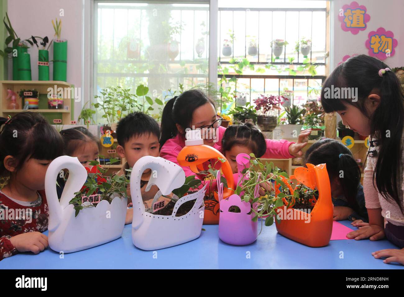 XIANGYANG, le 09 mai 2016 -- des enfants et des enseignants observent et enregistrent la culture de plantes dans une salle de classe de la maternelle expérimentale de Xiangyang à Xiangyang, dans la province du Hubei, au centre de la Chine, le 9 mai 2016. Le jardin d ' enfants de Xiangyang a installé des coins de plantation dans ses salles de classe à partir du trimestre de printemps en 2016, où les enfants peuvent avoir une expérience de plantation et observer la culture des plantes sous la direction de leur enseignant. (Zwx) CHINA-HUBEI-XIANGYANG-KINDERGARTEN-PLANTING CORNER(CN) WangxHu PUBLICATIONxNOTxINxCHN Xiang Yang Mai 09 2016 enfants et enseignants observer et enregistrer la croissance de Plan Banque D'Images