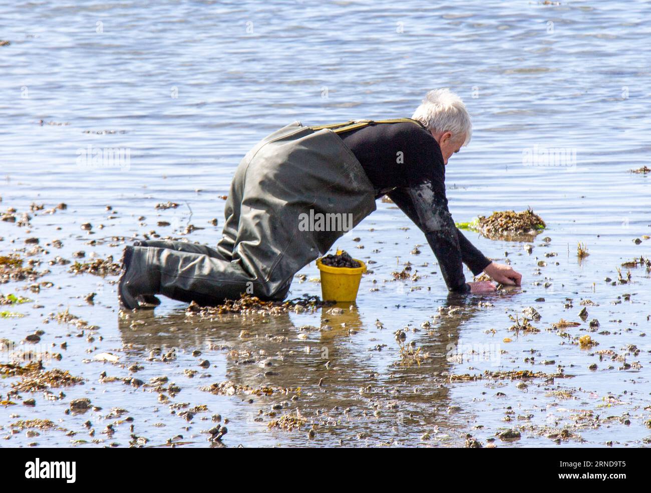 Homme collectant des periwinkles ou des Perrywinkles sur l'estran à marée basse. Banque D'Images
