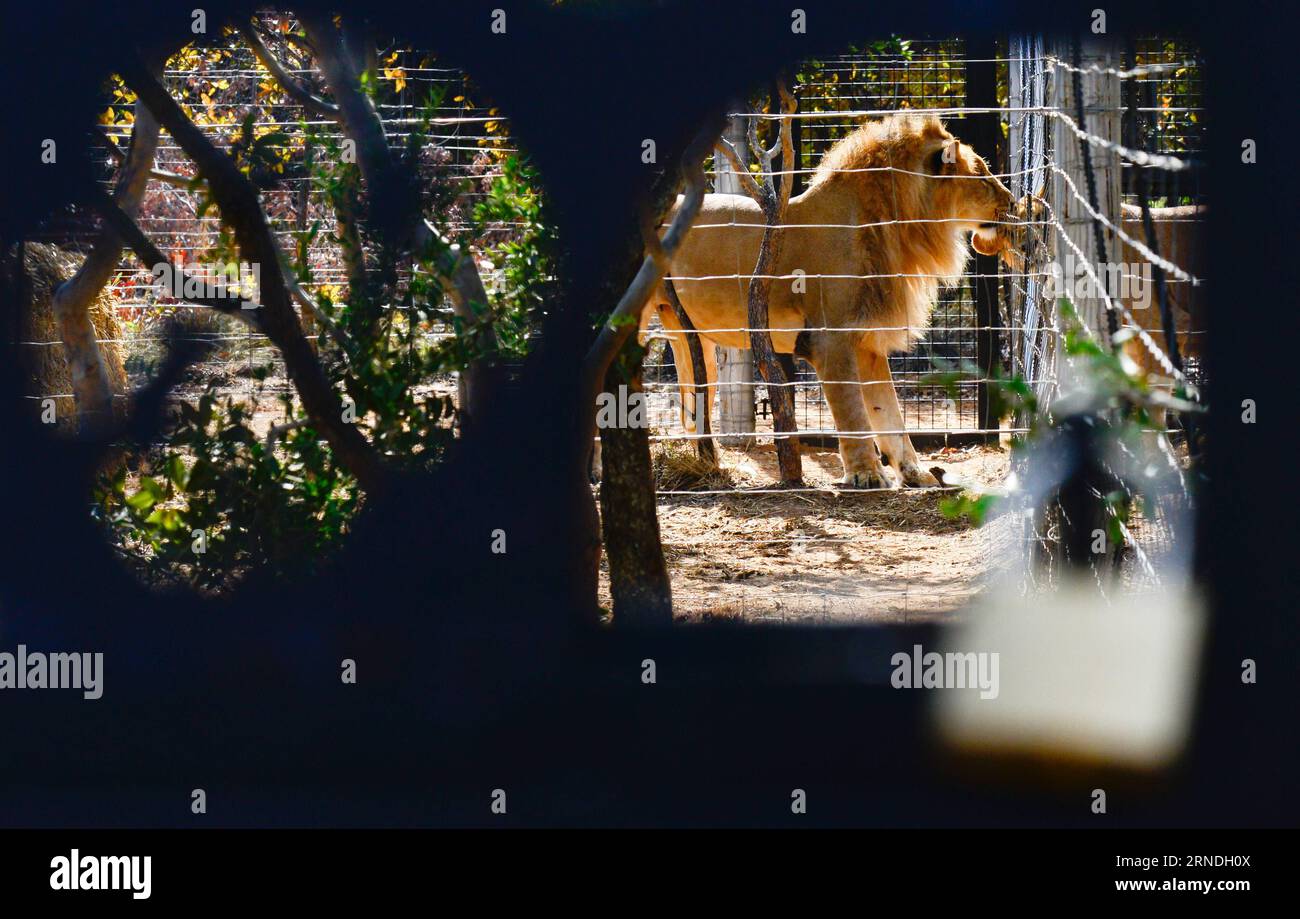 (160520) -- VAALWATER, le 19 mai 2016 -- deux des 33 anciens lions du cirque réagissent au Sanctuaire Emoya Big Cat, Vaalwater, province du Limpopo au nord de l'Afrique du Sud, le 19 mai 2016. Trois lions secourus par les Stichting Leeuw de Hollande sont arrivés jeudi à leur nouvelle maison, le Sanctuaire Emoya Big Cat. Emoya signifie Bienvenue à la maison en langue swazi. Le Sanctuaire, d’une superficie de 5 000 hectares, abrite actuellement 44 grands félins. Trente-trois d'entre eux étaient des lions sauvés des cirques à travers le Pérou et la Colombie et sont arrivés ici le 1 mai 2016. La réception des 3 lions est la deuxième coopération avec Emoya Banque D'Images