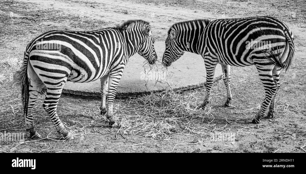 Zèbres synchronisées Banque D'Images