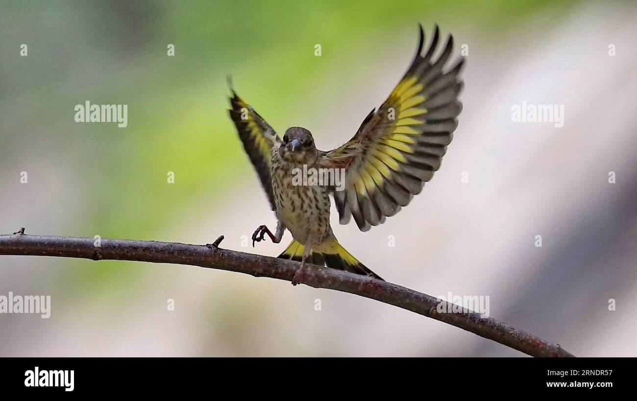 (160528) -- BEIJING, May 27, 2016 -- Photo taken on May 27, 2016 shows a goldfinch at the Beijing Botanical Garden in Beijing, capital of China. ) (zwx) CHINA-BEIJING-GOLDFINCH(CN) LiuxXianguo PUBLICATIONxNOTxINxCHN 160528 Beijing May 27 2016 Photo Taken ON May 27 2016 Shows a Gold Finch AT The Beijing Botanical Garden in Beijing Capital of China zwx China Beijing Gold Finch CN LiuxXianguo PUBLICATIONxNOTxINxCHN Banque D'Images