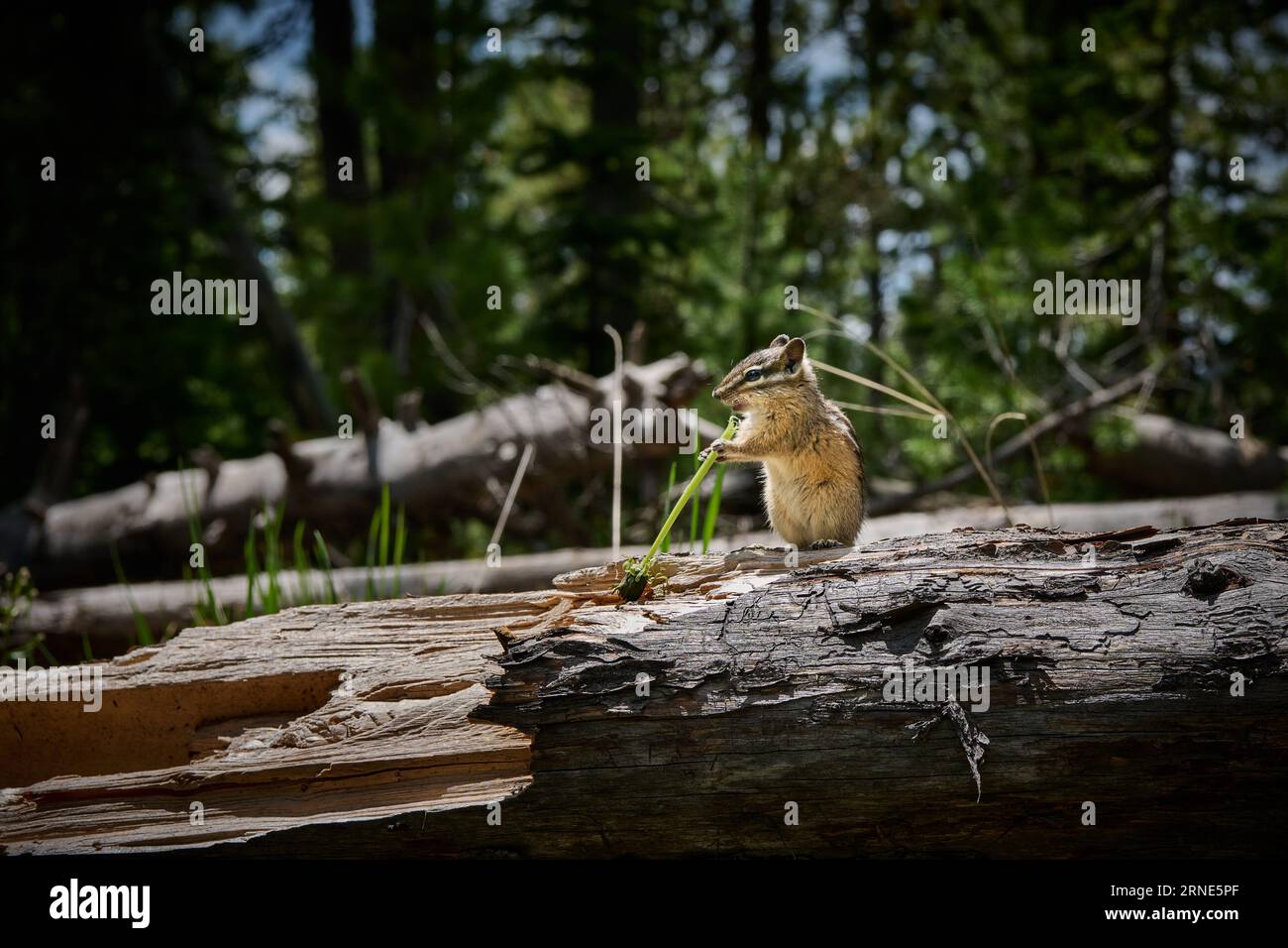 Least chipmunk (Neotamias minimus), Parc national de Yellowstone, Wyoming, États-Unis d'Amérique Banque D'Images