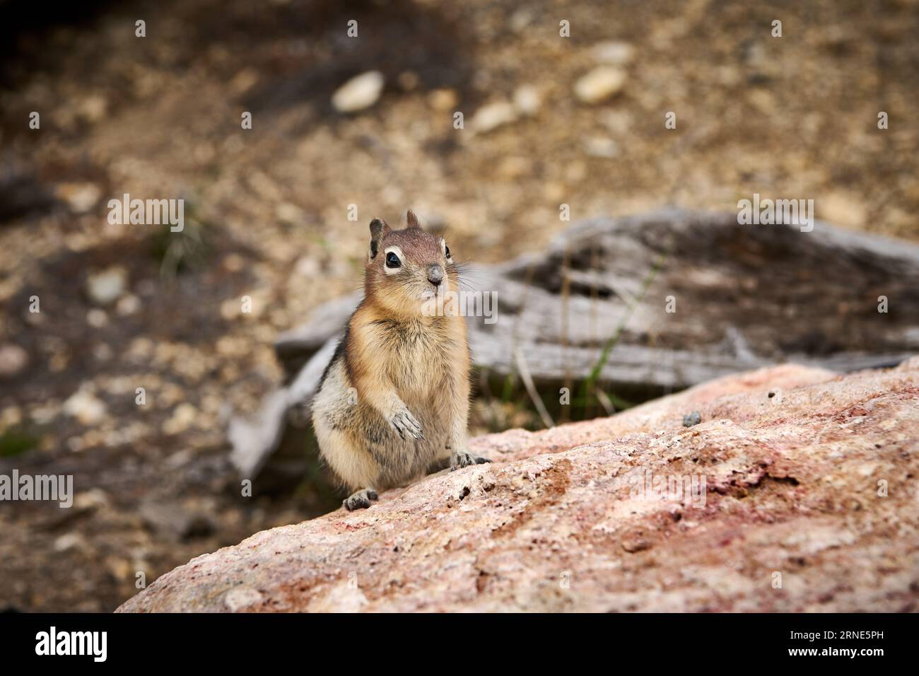 Least chipmunk (Neotamias minimus), Parc national de Yellowstone, Wyoming, États-Unis d'Amérique Banque D'Images